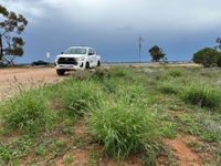 Community reports crucial to stopping spread of buffel grass post image
