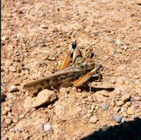 Locust warning for the Riverland post image