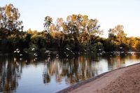 Little corella control underway at Waikerie post image