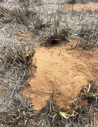 Half of SA grain producers report mouse activity during seeding post image