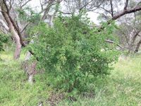 Landholders urged to tackle African boxthorn post image
