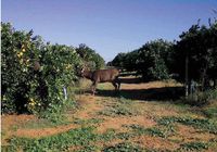 Rare sambar deer sighting in Loxton North post image