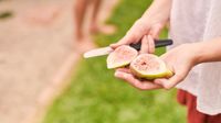 Fruit fly risk reminder ahead of upcoming holiday long weekend post image