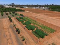 New trials to boost emerging hemp industry post image