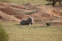 Proposal to close unmade road reserves in the Brookfield Conservation Park post image