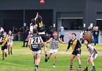Magpies swoop on Tigers inaccuracy post image