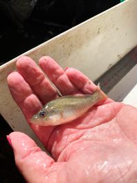 Genomics tool to help native Murray Basin fish recovery post image