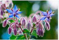 The Fair-wheater Gardener post image