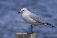 Successful online Bird flu response webinar raises ongoing concerns post image