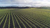 CEO stepping down at Australian Grape and Wine post image