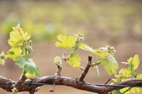 Riverland WINE INDUSTRY UPDATE post image