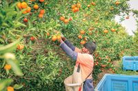 WHM visa pathway offering growers a harvest lifeline post image