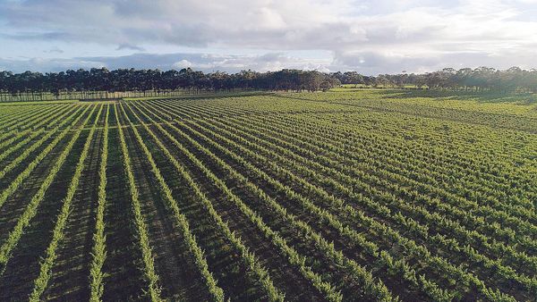 All pain, no gain from vintage post image