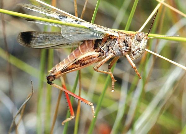 Locking horns on Riverland, Mallee locust response post image