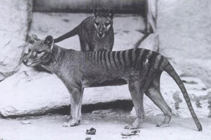 Tasmanian Tigers on the SA mainland post image