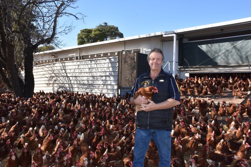 The Riverland’s scramble for eggs post image