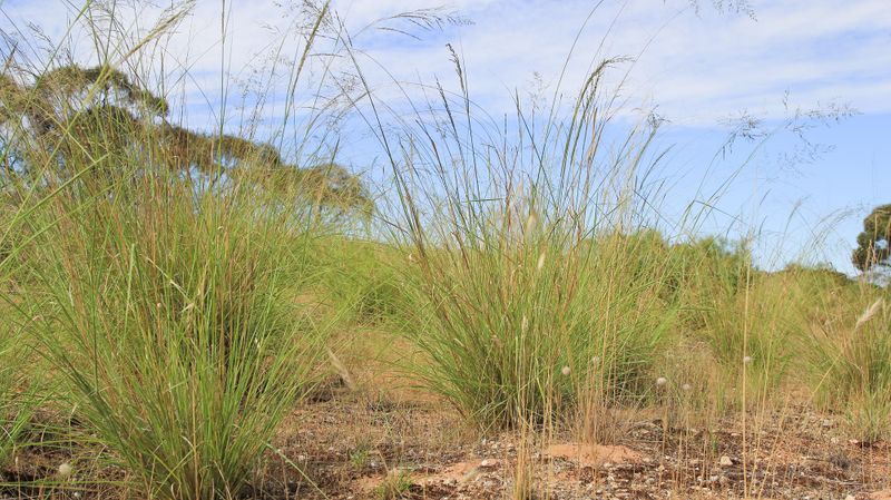 Declared pest weed’s Riverland summer love post image