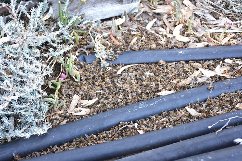 Local beekeeper makes grim discovery post image