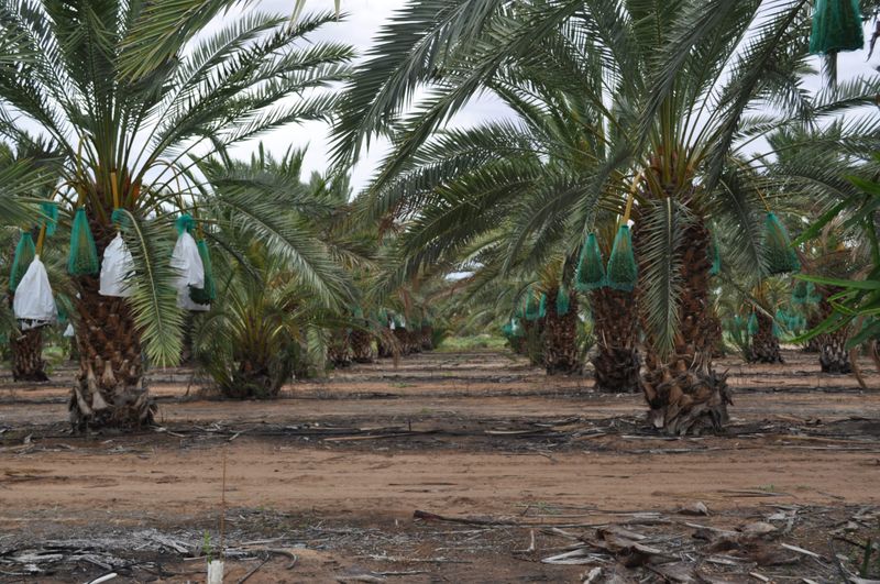 New biosecurity bill to protect SA’s agriculture industry post image
