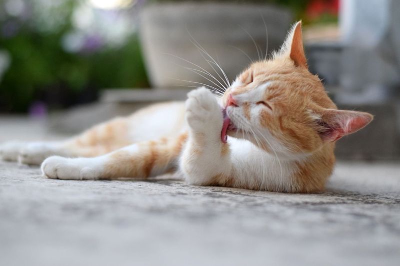 It’s time to register your furry friends post image