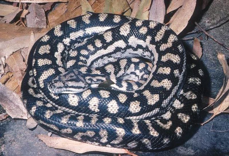 Locals urged to report Carpet Python Sightings post image