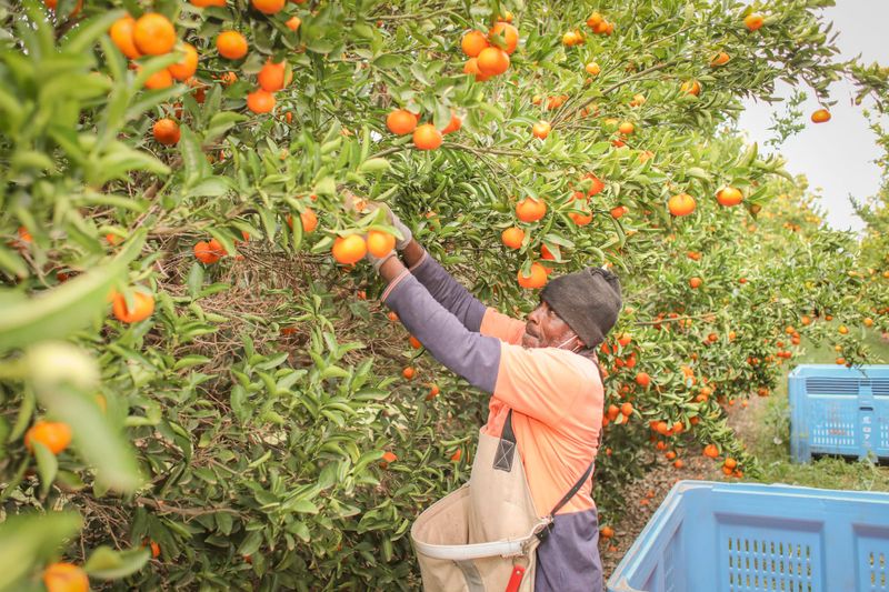 Fair Work breaches identified in Riverland farm labour sector post image