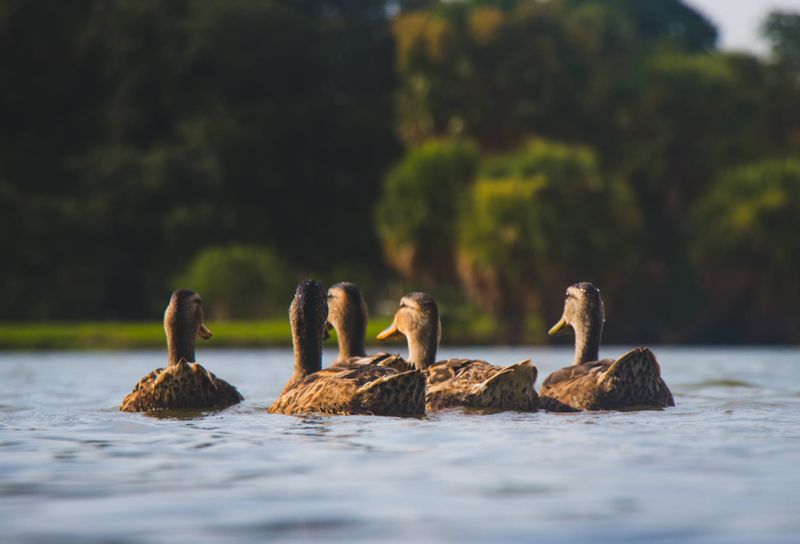 Duck hunting debate fires up in Berri post image