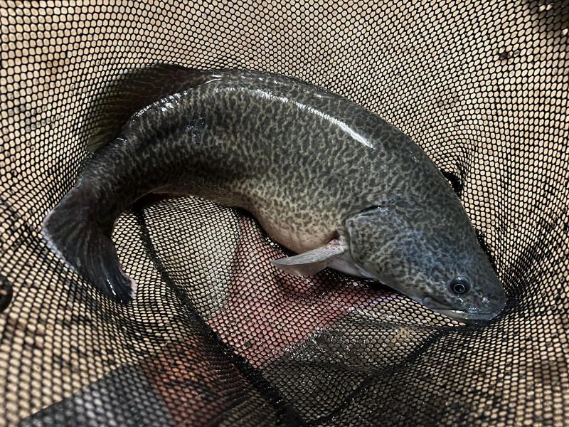 Iconic species found in Bookmark Creek post image