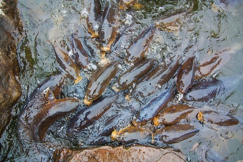 MDA calling for carp virus release post image