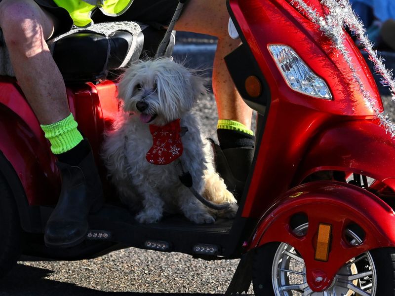 Fur Real? Australia Post rollouts new dog deterrent post image