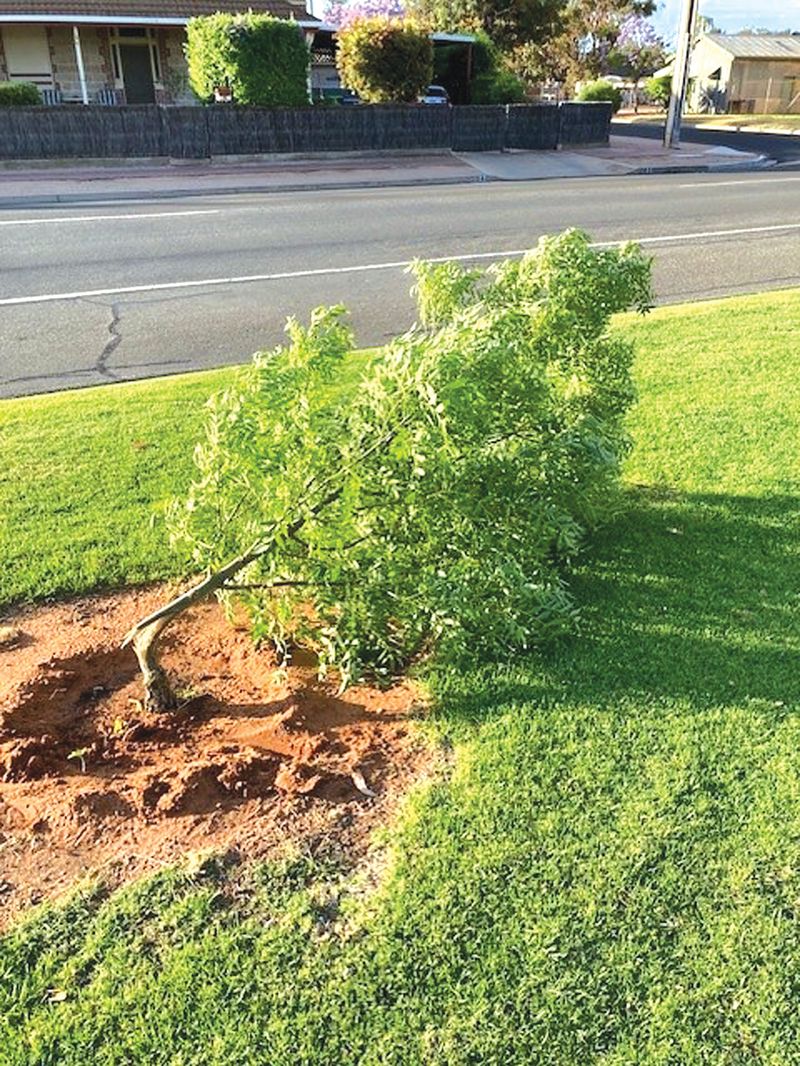 Trees trashed on Renmark riverfront post image