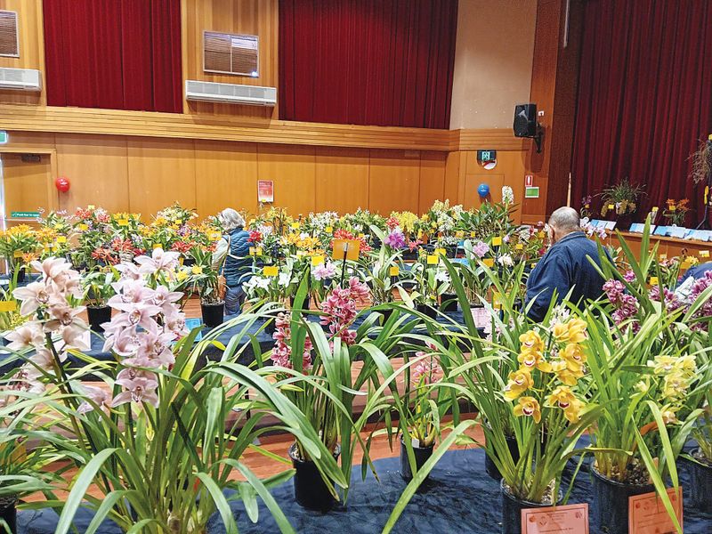 Pots a plenty for weekend Annual Orchid Spectacular post image