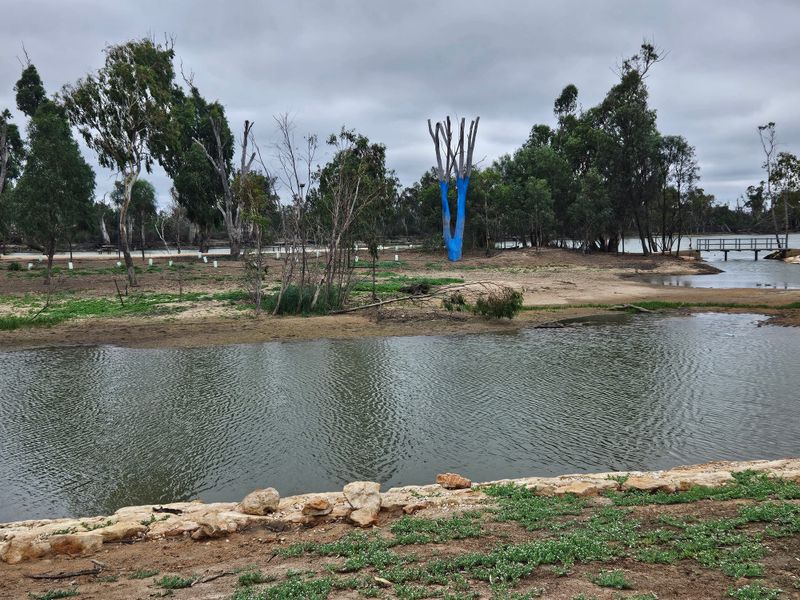 Council presses pause on blue tree post image