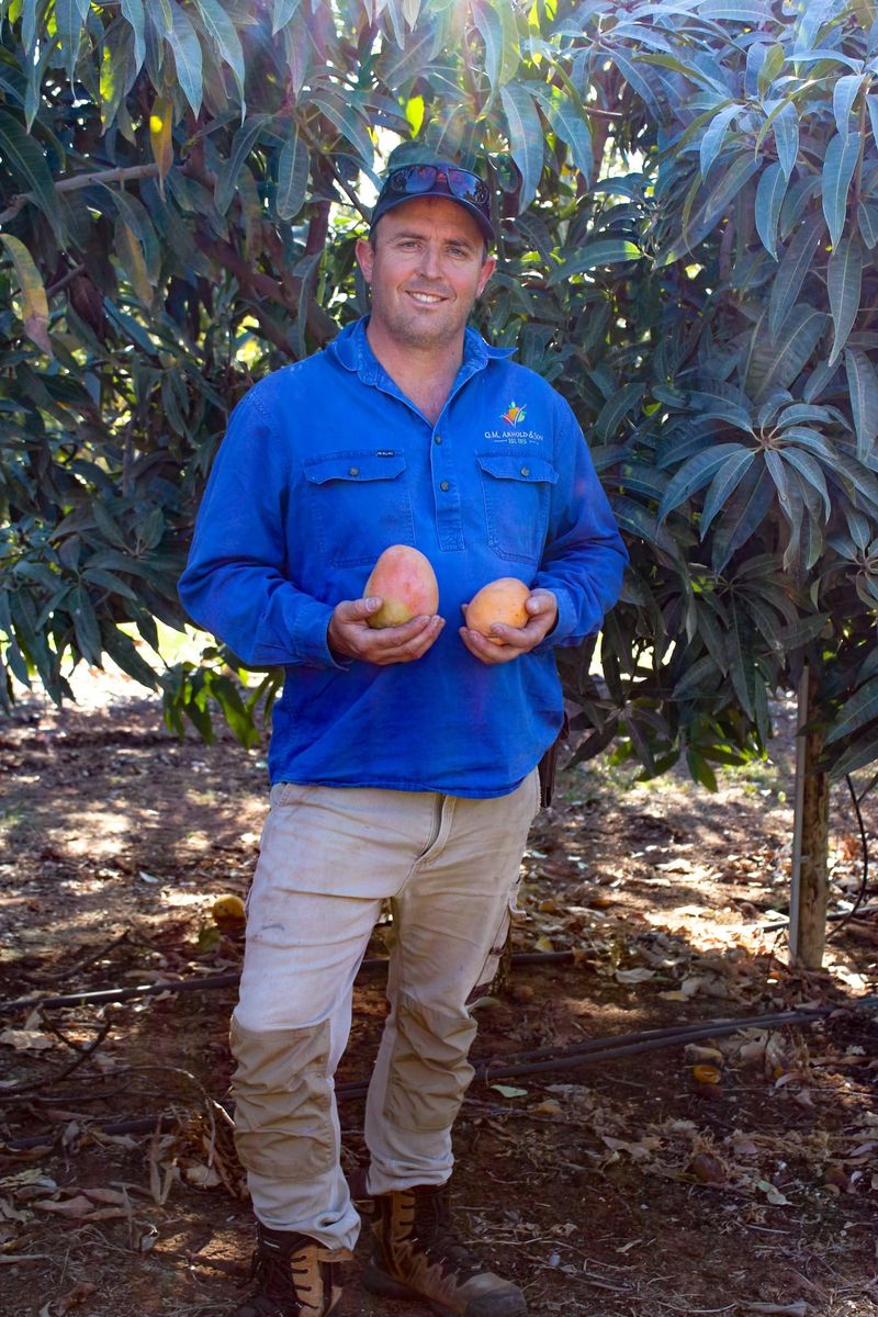 Riverland’s constant summer heat produces early mango crop post image