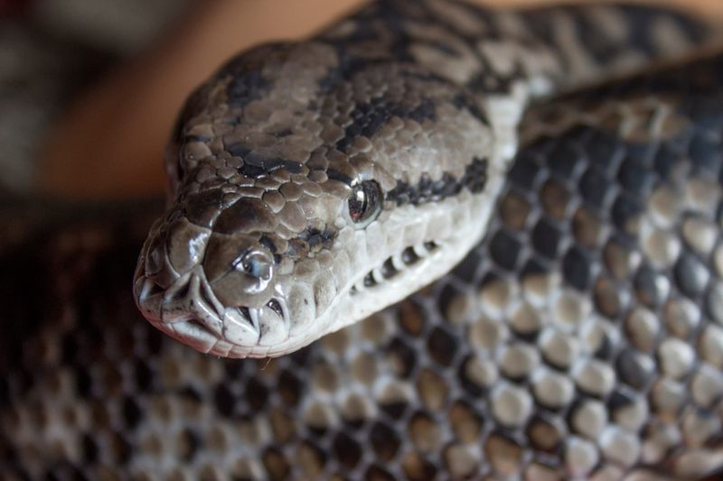Help support python project post image