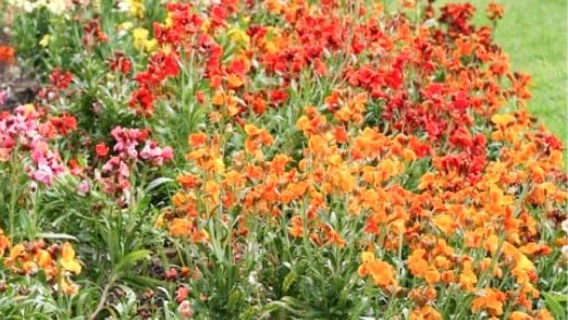 Council backs Garden Club for facility lease post image