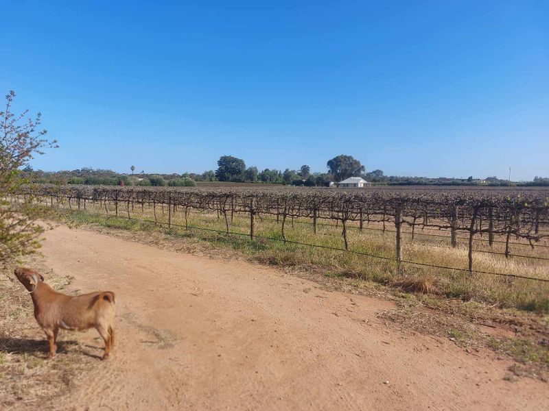 How a Senate Inquiry into the wine industry came about post image