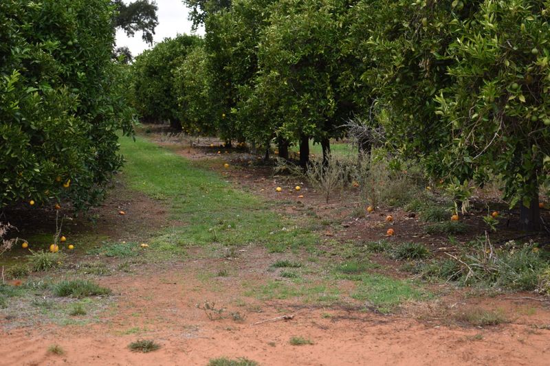 Fair Work breaches identified in Riverland farm labour sector post image