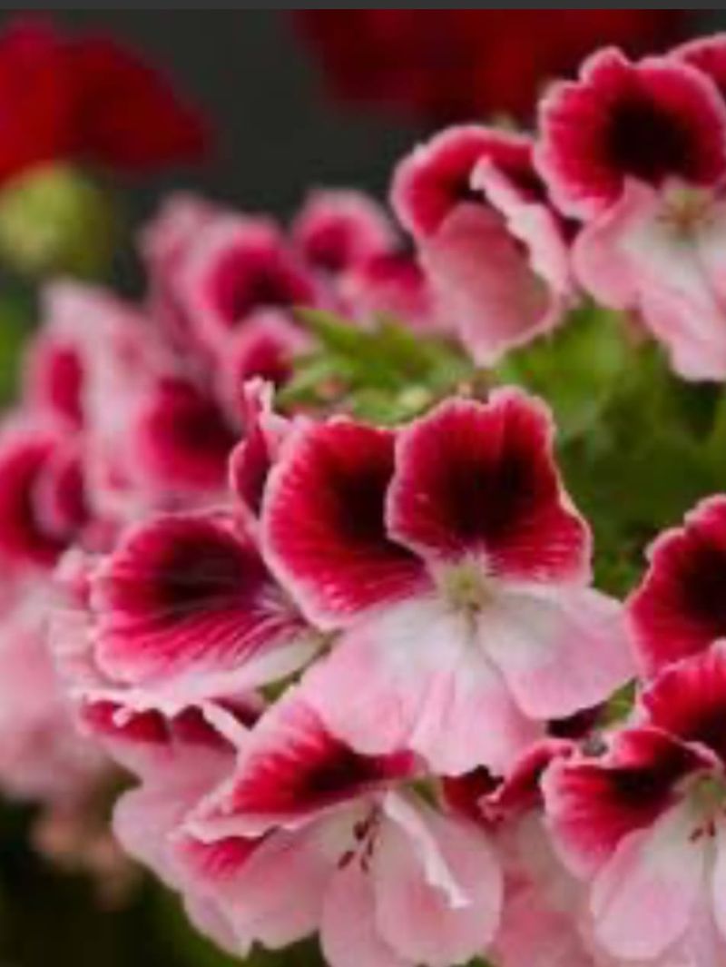 The Fair-Weather Gardener post image