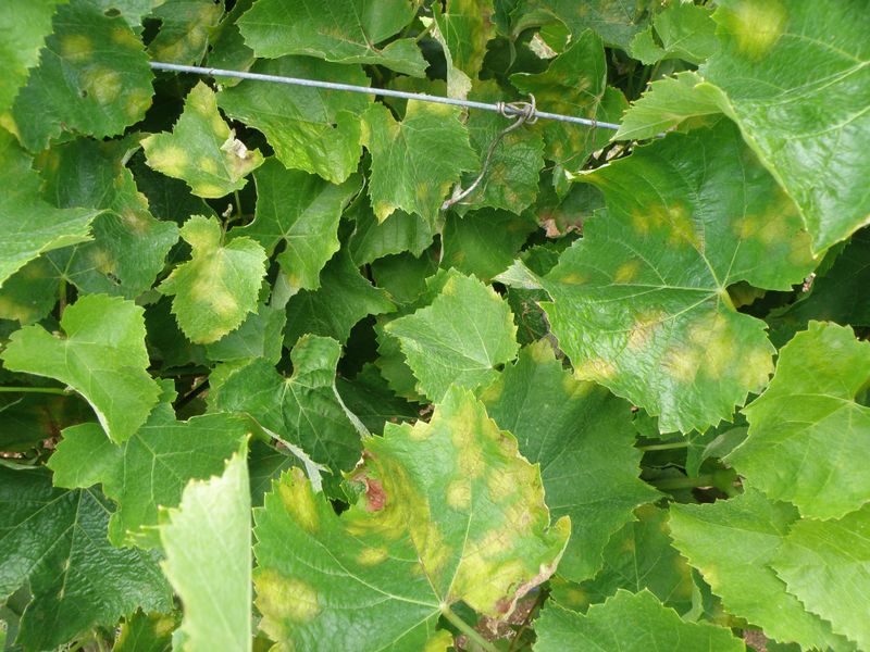 Downy mildew warning follows rain post image
