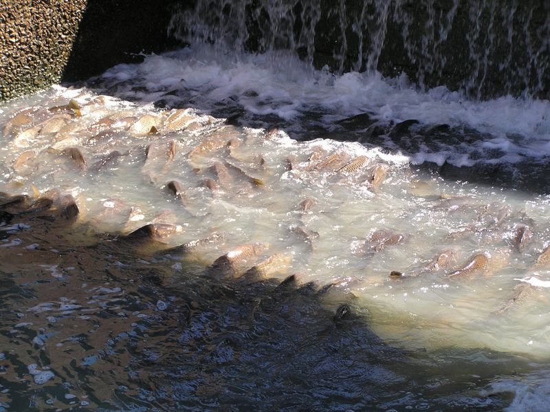 Water Matters: Who controls our river? post image
