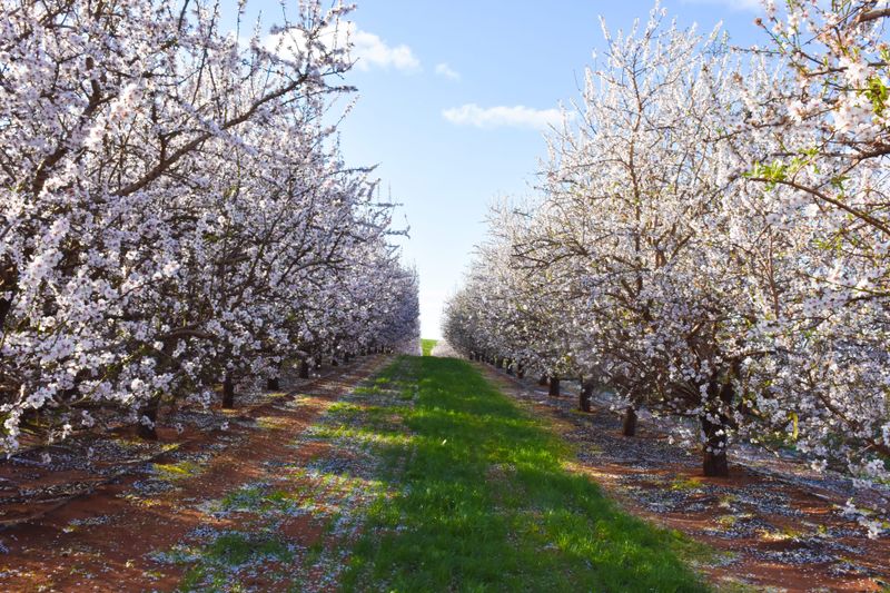 National almond crop expected to more than double for 2024 harvest post image
