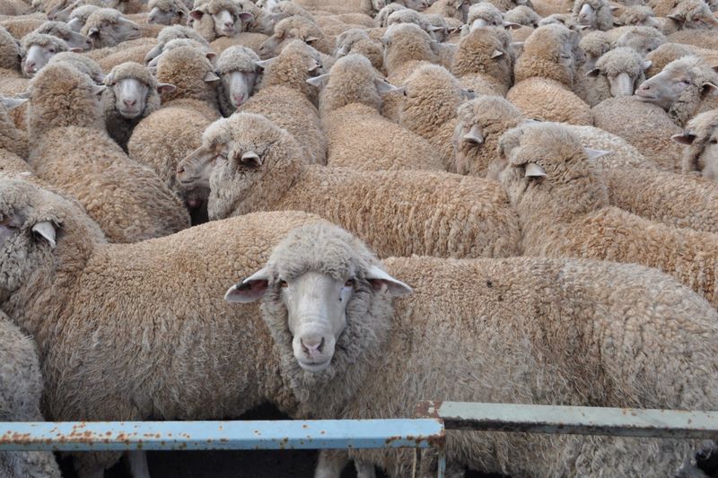 Woolly good turnout in Baa-rmera post image