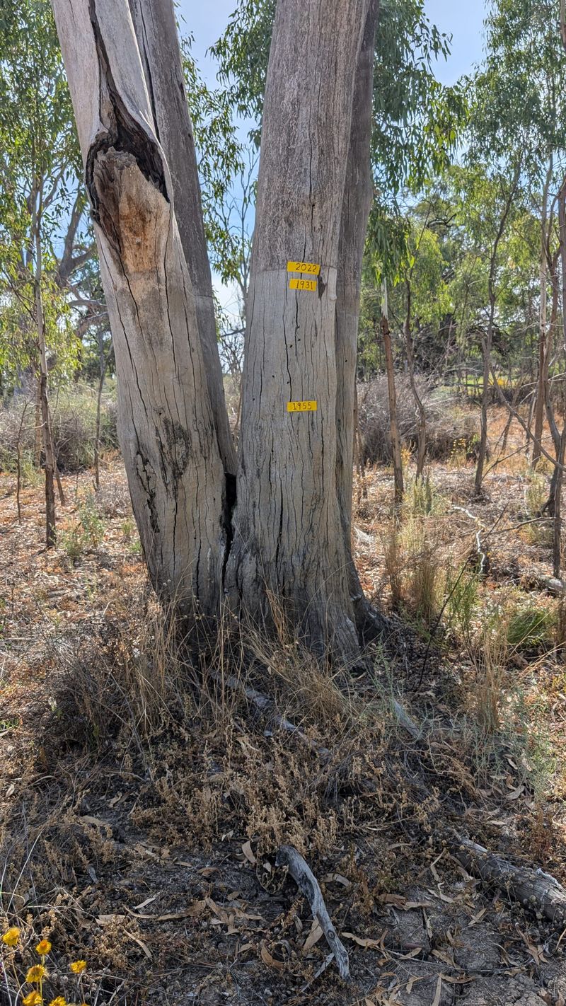 Evidence for Ruby not being born on Goat Island post image