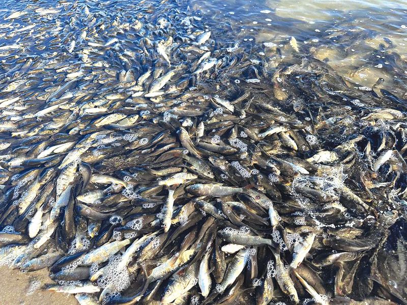 Fish deaths part of a ‘natural process’, PIRSA rules post image