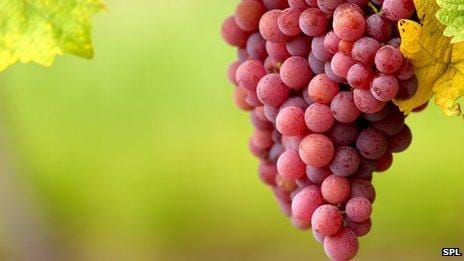 Australia heading world wine group post image