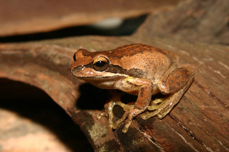 Riverlanders contributing to help frog observation initiative post image