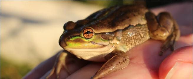 Riverland scientists urged to get involved in FrogWatch SA census post image