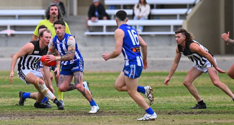 Magpie wings clipped in Renmark rout post image