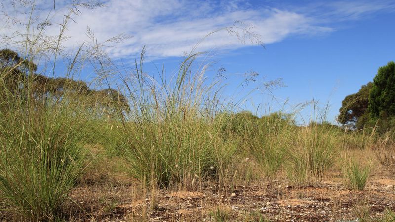 Help reduce the spread of African lovegrass post image